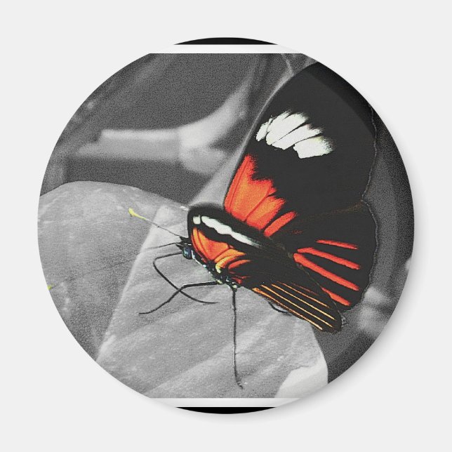 Aimant Papillon (Devant)