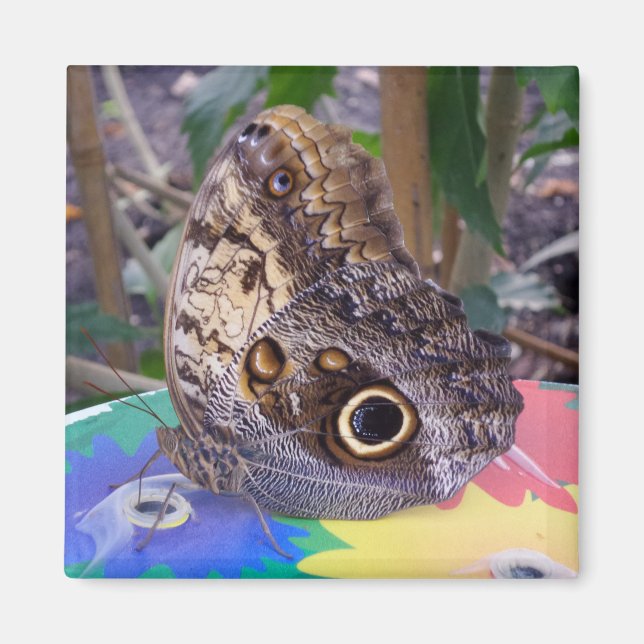 Aimant Papillon (Devant)