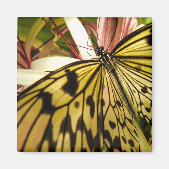 Aimant Papillon (Devant)