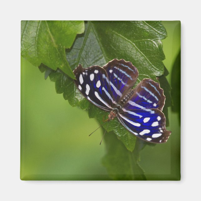 Aimant papillon à aile bleue mexicaine (Devant)