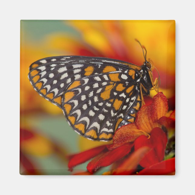 Aimant Papillon à carreaux de Baltimore (Devant)