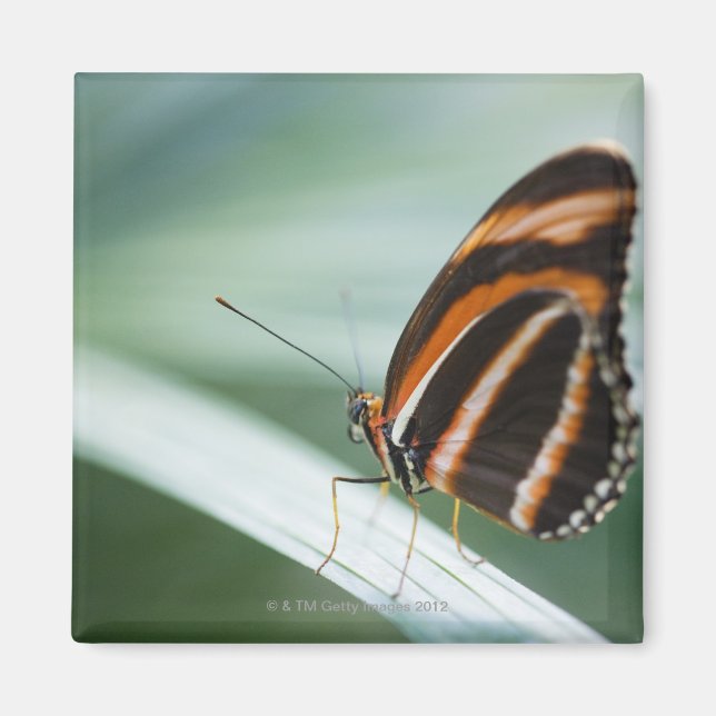 Aimant Papillon à longue aile Zebra (Devant)