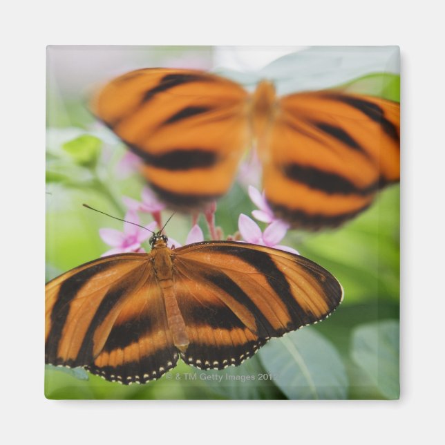 Aimant Papillon à longue aile Zebra 2 (Devant)