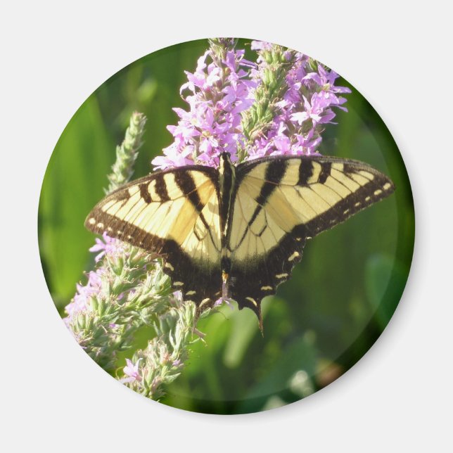 Aimant Papillon à queue d'aronde sur des fleurs sauvages  (Devant)
