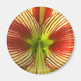 Aimant Papillon Amaryllis