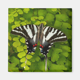 Aimant Papillon américain swallowtail