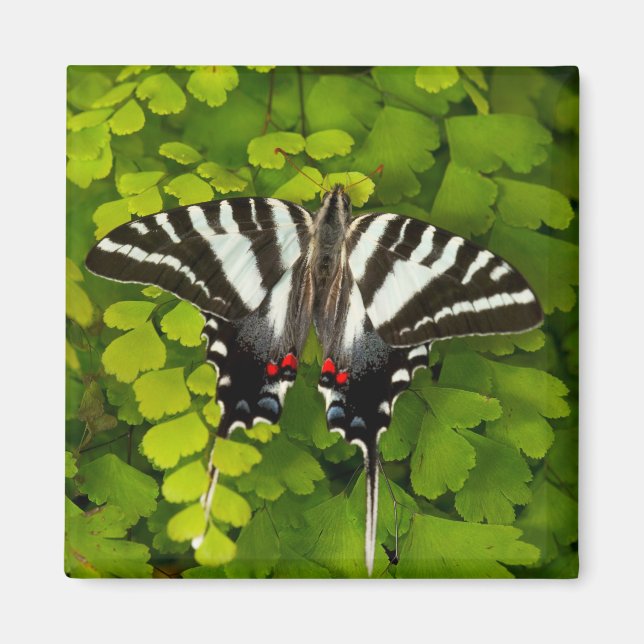 Aimant Papillon américain swallowtail (Devant)