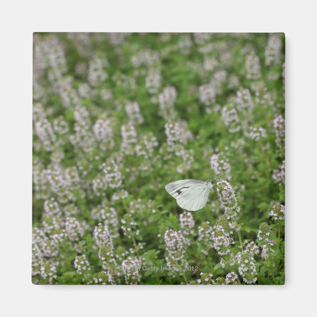 Aimant Papillon au thym rampant (Devant)