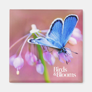 Aimant Papillon Azure