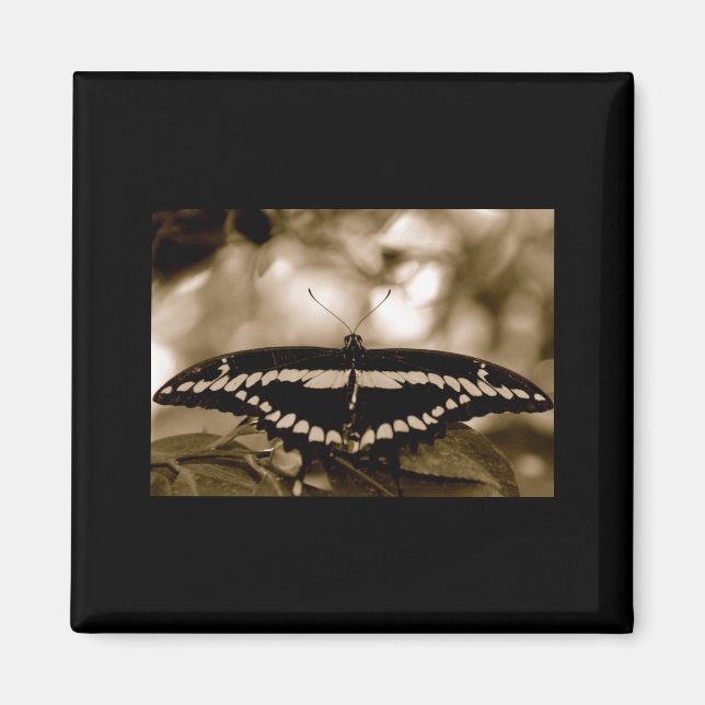 Aimant papillon B/W (Devant)
