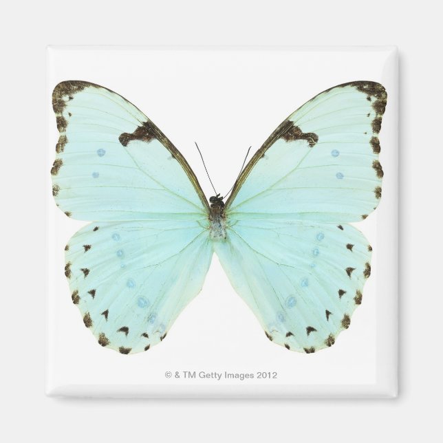Aimant Papillon blanc (Devant)