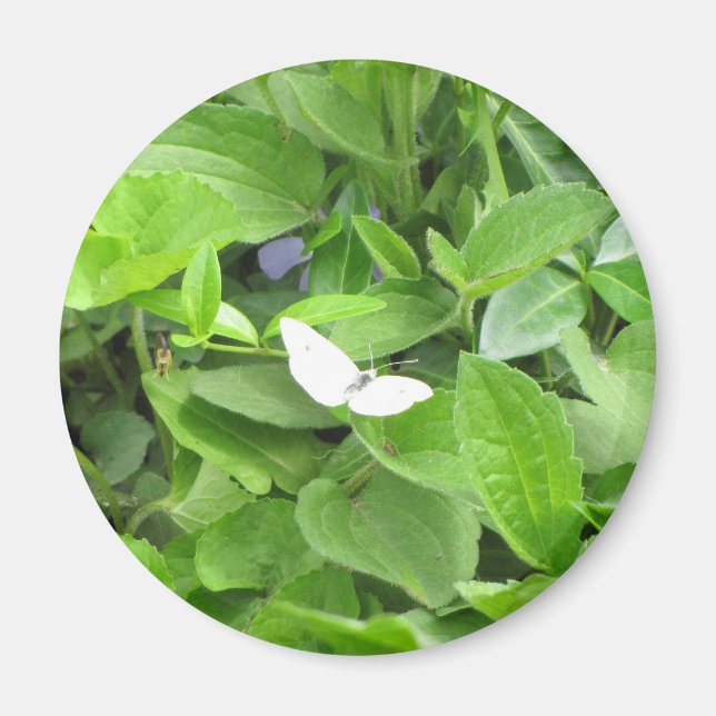 Aimant Papillon blanc (Devant)