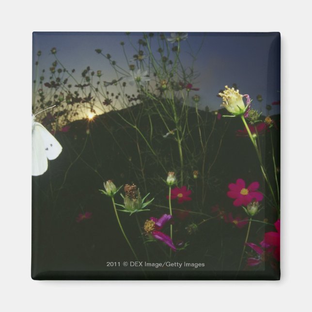 Aimant Papillon blanc en vol au coucher du soleil (Devant)