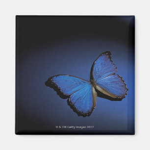 Aimant Papillon bleu