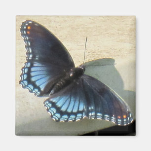 Aimant Papillon bleu