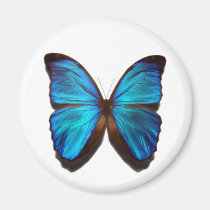 Aimant Papillon bleu de Morpho
