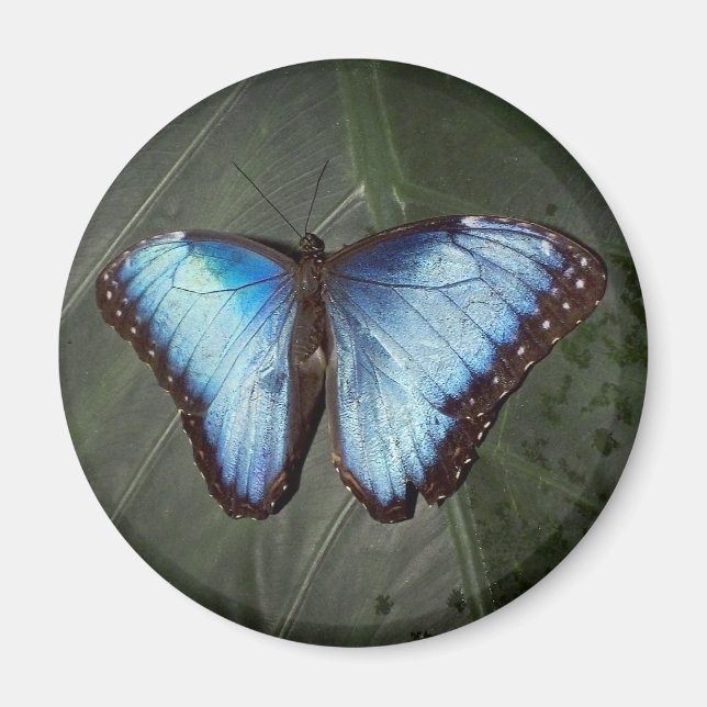 Aimant papillon bleu Morpho (Devant)
