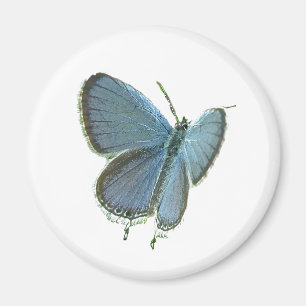 Aimant Papillon bleu Oriental-Coupé la queue