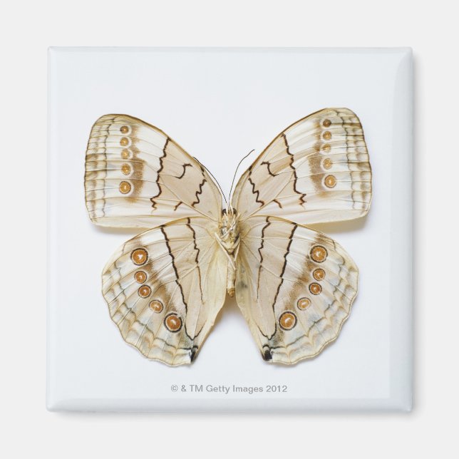 Aimant Papillon Brown, vue aérienne (Devant)
