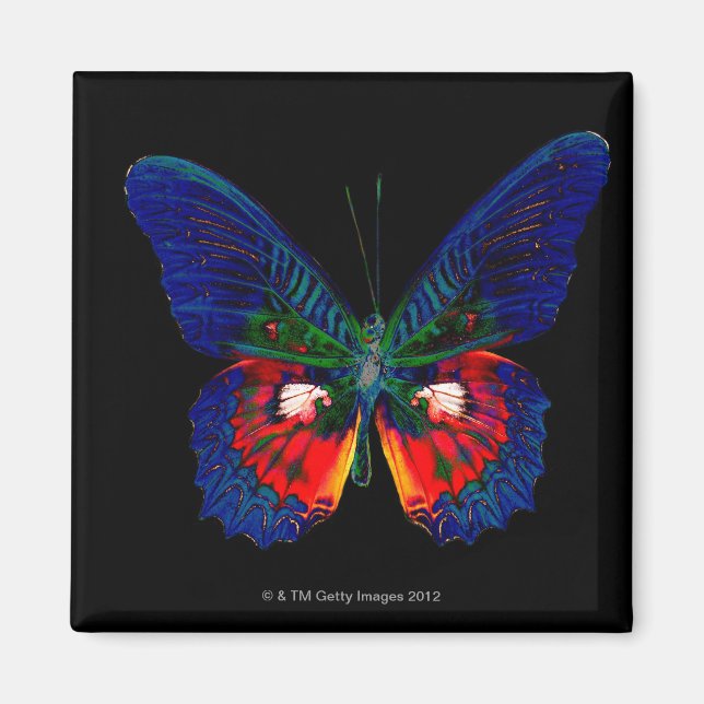Aimant Papillon coloré avec fond noir 2 (Devant)