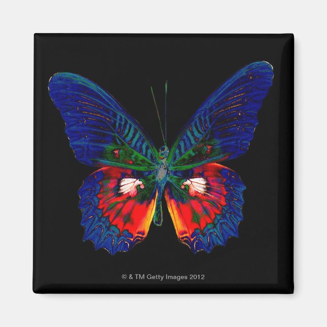 Aimant Papillon coloré sur fond noir (Devant)