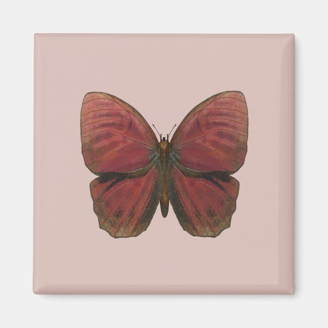 Aimant Papillon Coq Rouge (Devant)