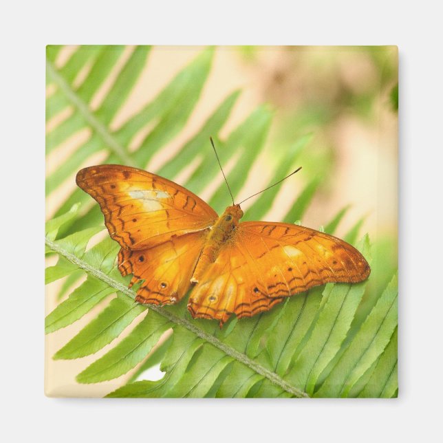 Aimant Papillon de croiseur orange (Devant)