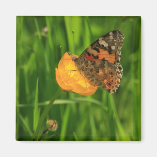 Aimant Papillon de la Dame peinte