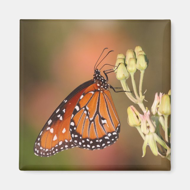 Aimant Papillon de la reine sur une branche (Devant)