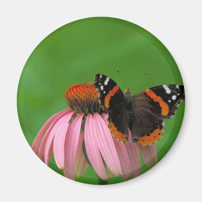Aimant Papillon de l'amiral rouge sur la fleur de cône vi (Devant)