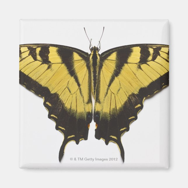 Aimant Papillon de l'épaisse queue de tigre occidentale (Devant)