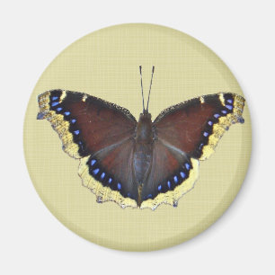 Aimant Papillon de manteau de deuil - antiopa de