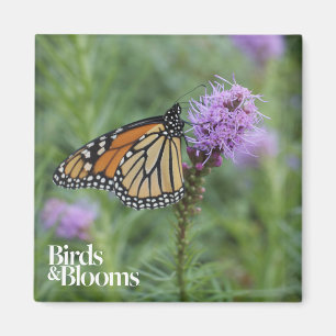 Aimant Papillon de monarque
