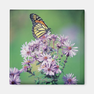 Aimant Papillon de monarque
