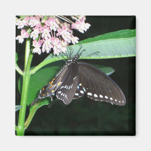 Aimant Papillon de nuit noir Swallowtail à Shenandoah