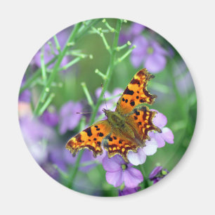 Aimant Papillon de virgule 