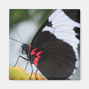 Aimant Papillon Doris Longwing