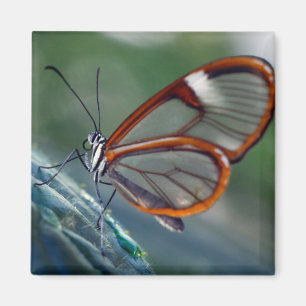 Aimant papillon du costa rica