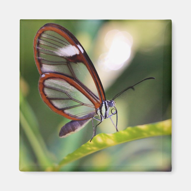 Aimant papillon du costa rica (Devant)