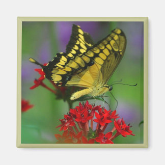 Aimant Papillon jaune et noir