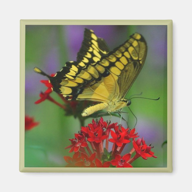 Aimant Papillon jaune et noir (Devant)