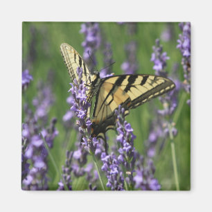 Aimant Papillon jaune sur l'aimant Lavendar