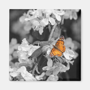 Aimant Papillon Lady Américain Sur L'Aimant Fleur D'Apple
