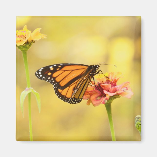Aimant Papillon Monarque sur Zinnia (Devant)