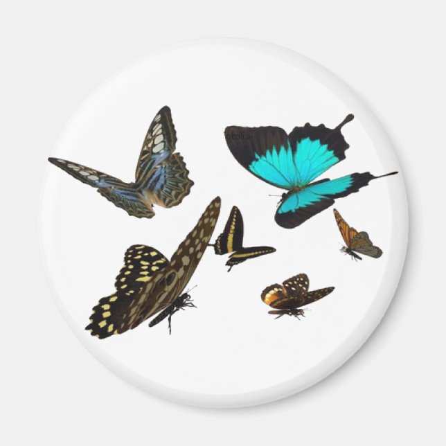 Aimant Papillon multi (Devant)