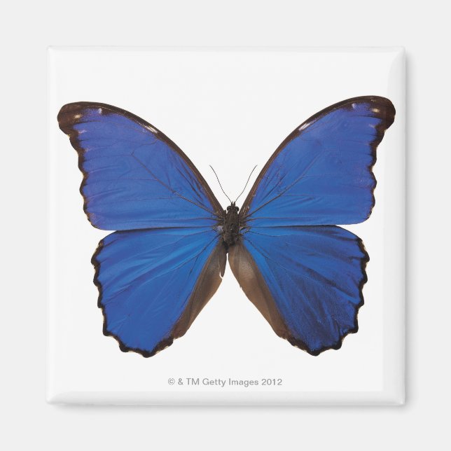 Aimant Papillon Nestira Marpho (Devant)