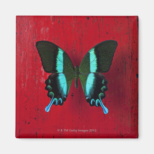 Aimant Papillon noir et bleu (Devant)