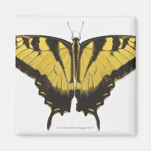 Aimant Papillon occidental de machaon de tigre