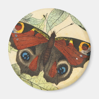 Aimant Papillon Peacock