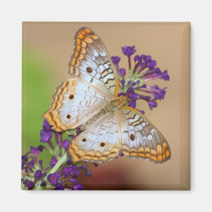 Aimant Papillon Peacock blanc sur Fleurs violettes